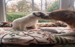 Mixed Breed dogs for sale: 5 beautiful girl puppies - Image 4