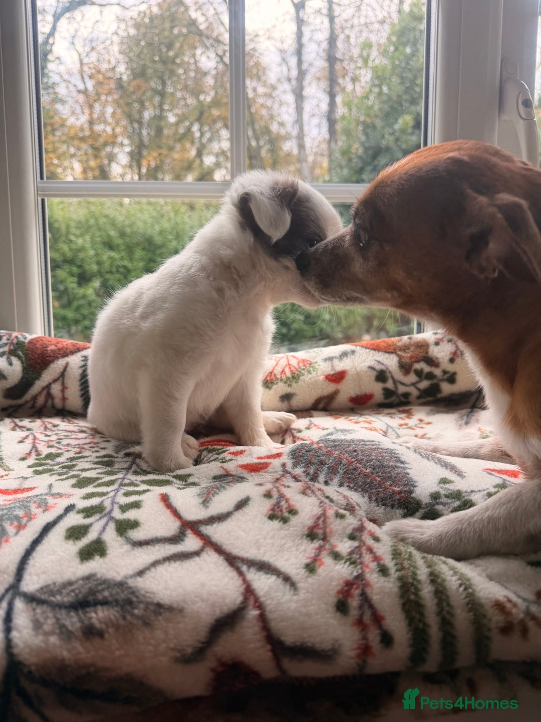 Mixed Breed dogs for sale: 5 beautiful girl puppies - Image 4