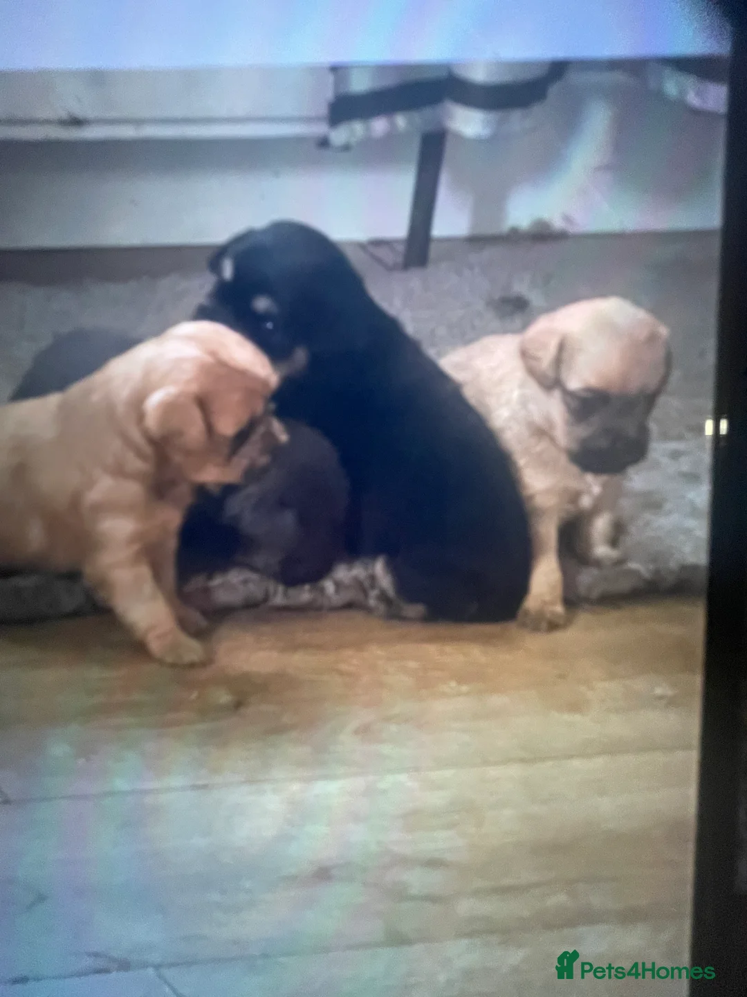 Mixed Breed dogs for sale: Norfolk terrier Cross by French bull bulldog cross - Advert 9