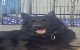 German Shepherd dogs for sale: GSD 2½ male - Image 3