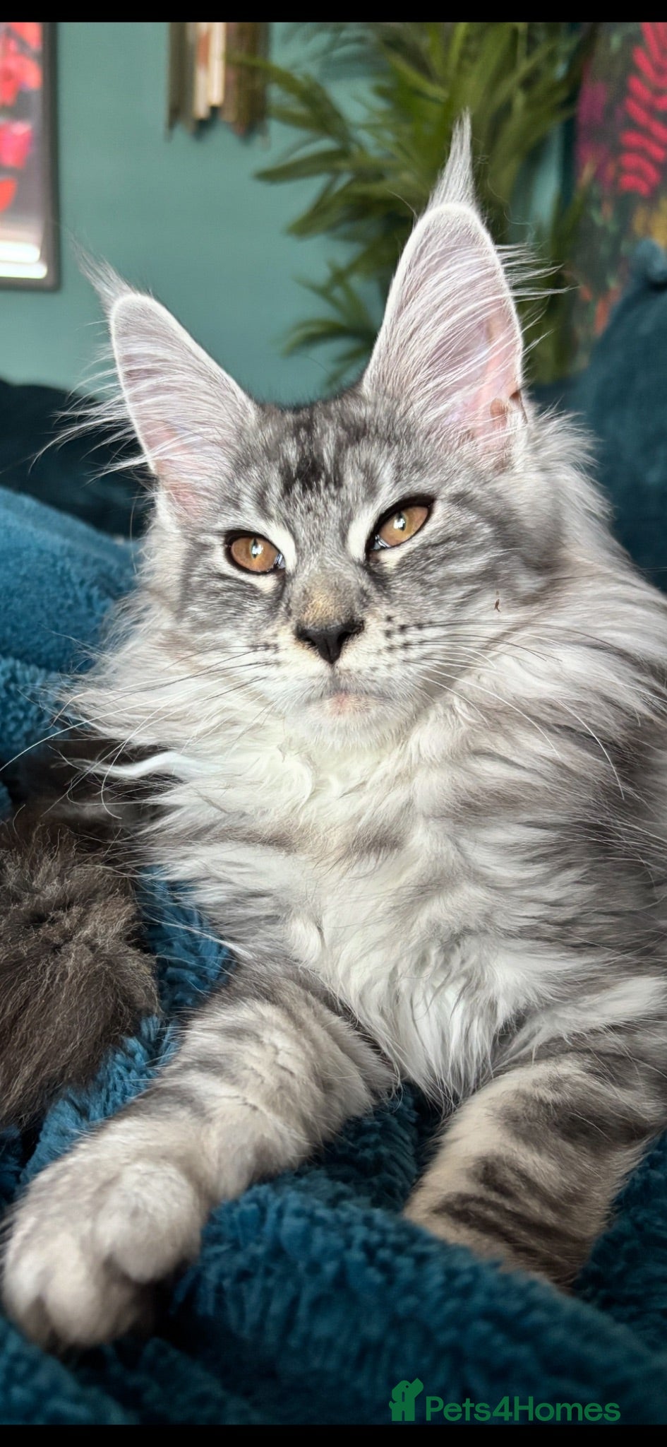 Maine Coon cats Gorgeous TICA Registered Maine Coon Kittens - Advert 18