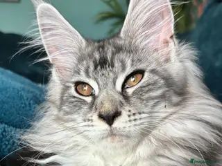Maine Coon cats Gorgeous TICA Registered Maine Coon Kittens - Advert 18