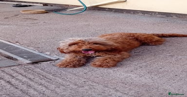 Cockapoo dogs - Advert 1