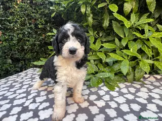Bordoodle dogs F1 190+ genetic test clear - refund guarantee - Advert 13