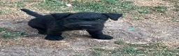 Mixed Breed dogs for sale: Female patterdale puppy  - Advert 3