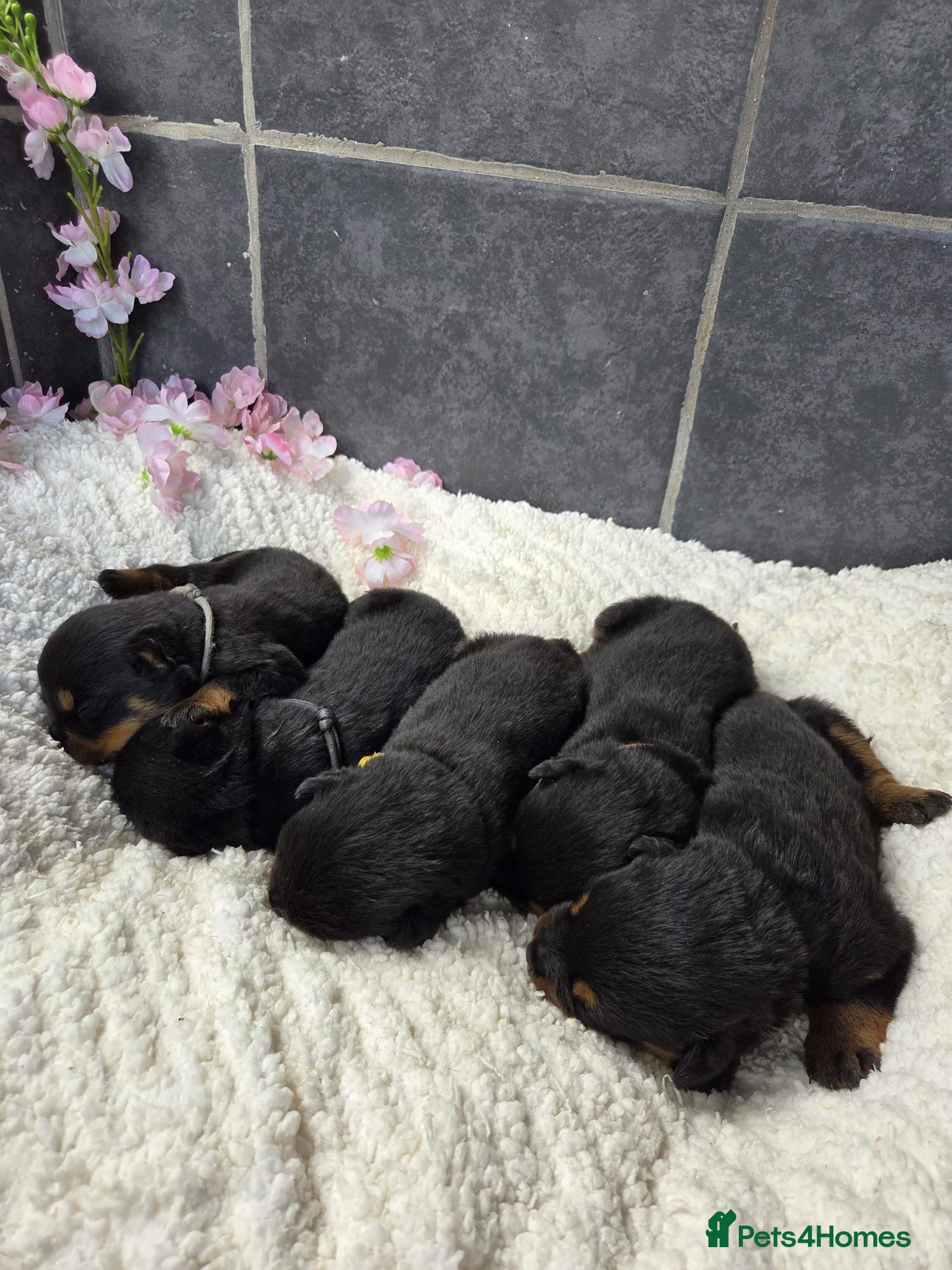 Rottweiler dogs Gorgeous Rottweiler Puppies  - Advert 1