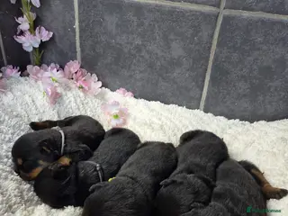 Rottweiler dogs Gorgeous Rottweiler Puppies - Advert 3