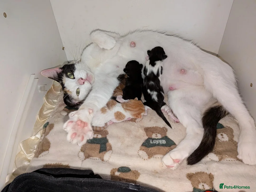 Mixed Breed cats for sale: Beautiful domestic x ragdoll kittens - Advert 5