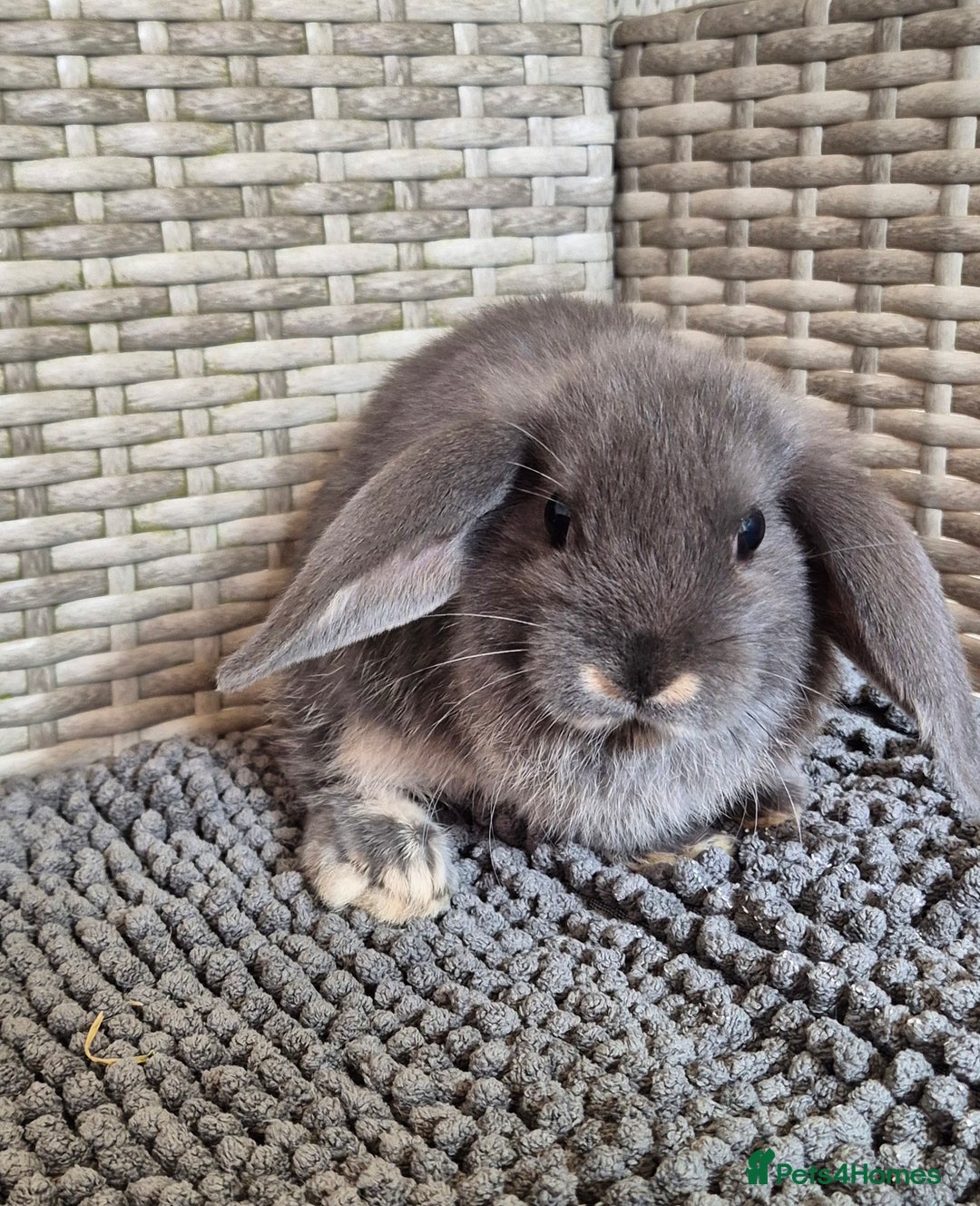 Mini Lop rabbits for sale: Mini Lop Baby Bunnies  - Image 4