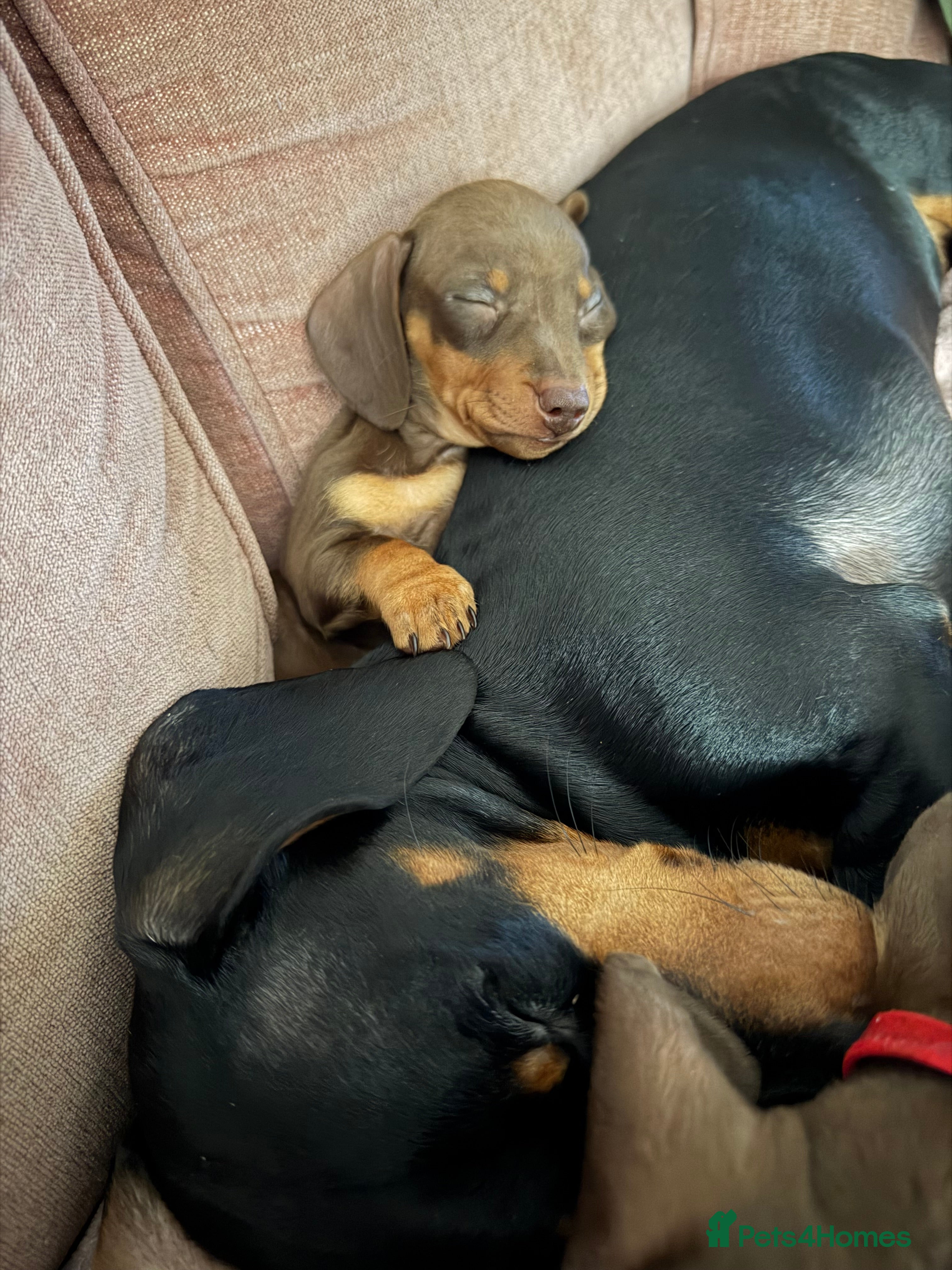 Miniature Dachshund dogs Ready Friday 16th!Beautiful miniature dachshund  - Advert 15