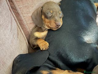 Miniature Dachshund dogs Ready Friday 16th!Beautiful miniature dachshund - Advert 13