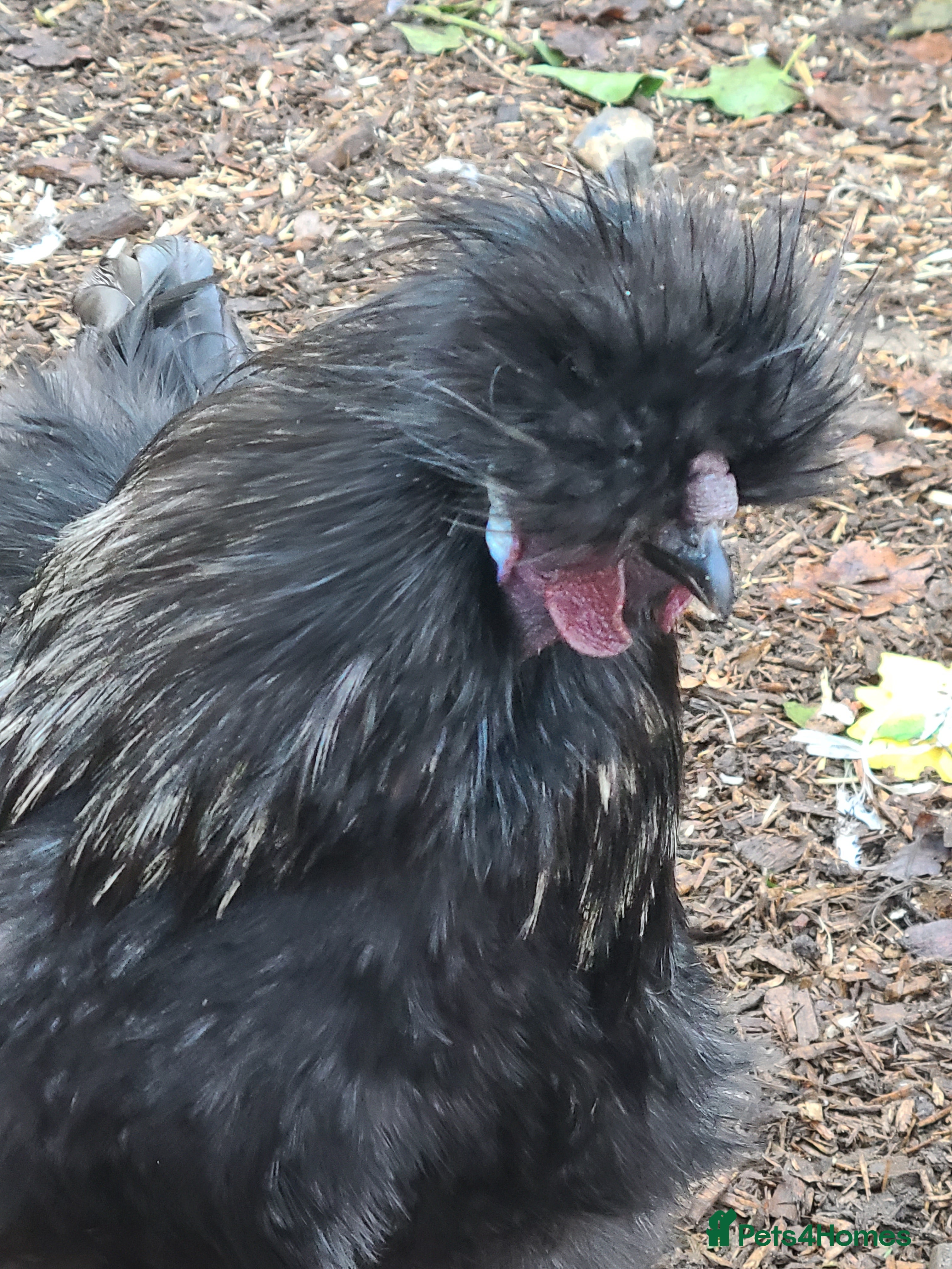 Chickens poultry Silkie cockerell - Advert 12