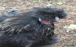 Chickens poultry for sale: Silkie cockerell - Advert 1