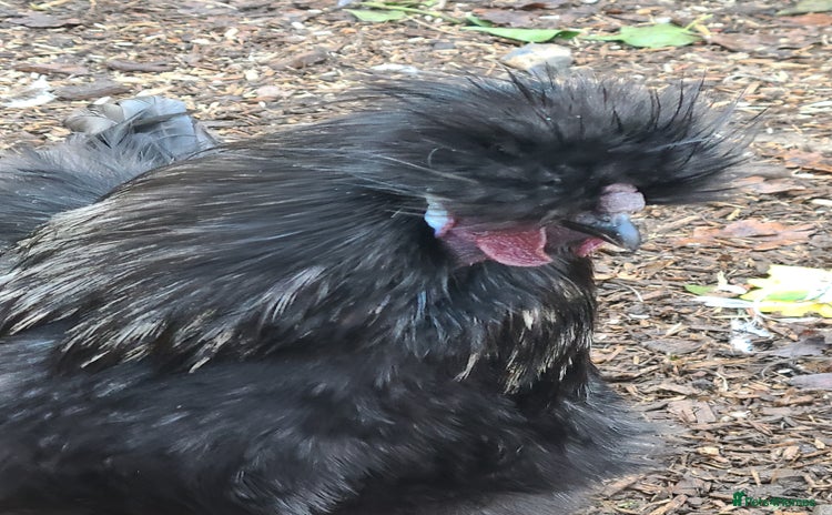 Chickens poultry Silkie cockerell - Advert 1