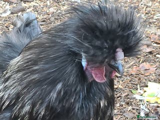 Chickens poultry Silkie cockerell - Advert 12