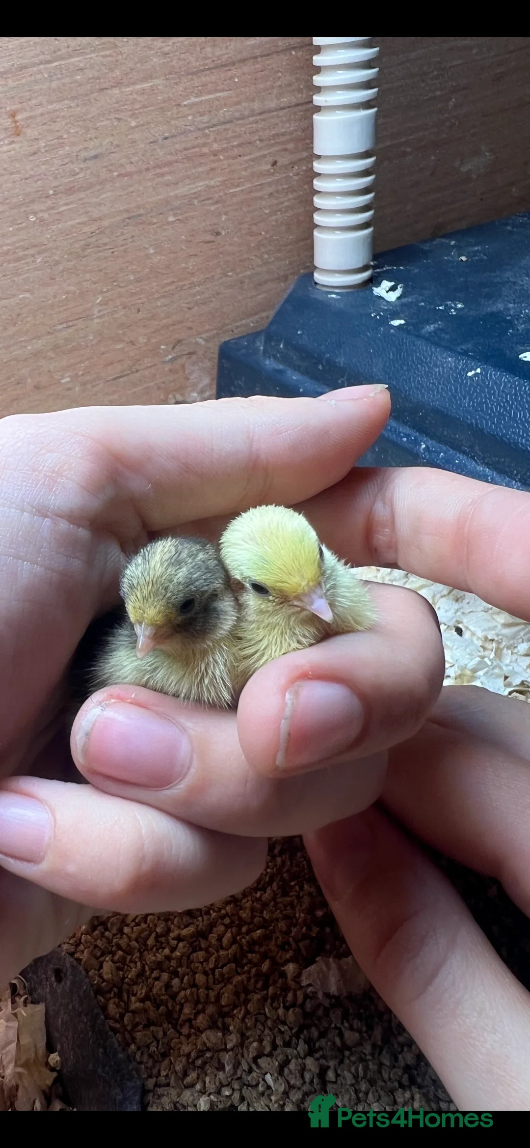 Quail poultry for sale: Chinese Painted (button) Quail Eggs 12 + EXTRAS - Advert 3
