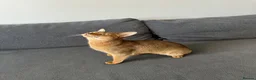 Abyssinian cats for sale: Queen 1 Year old in London - Advert 7