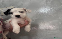 Jack Russell dogs for sale: 3 traditional Jack Russell boys  - Image 3