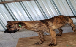 Mixed Breed dogs for adoption: Brindle, approx 7 months. Available for adoption. - Image 11