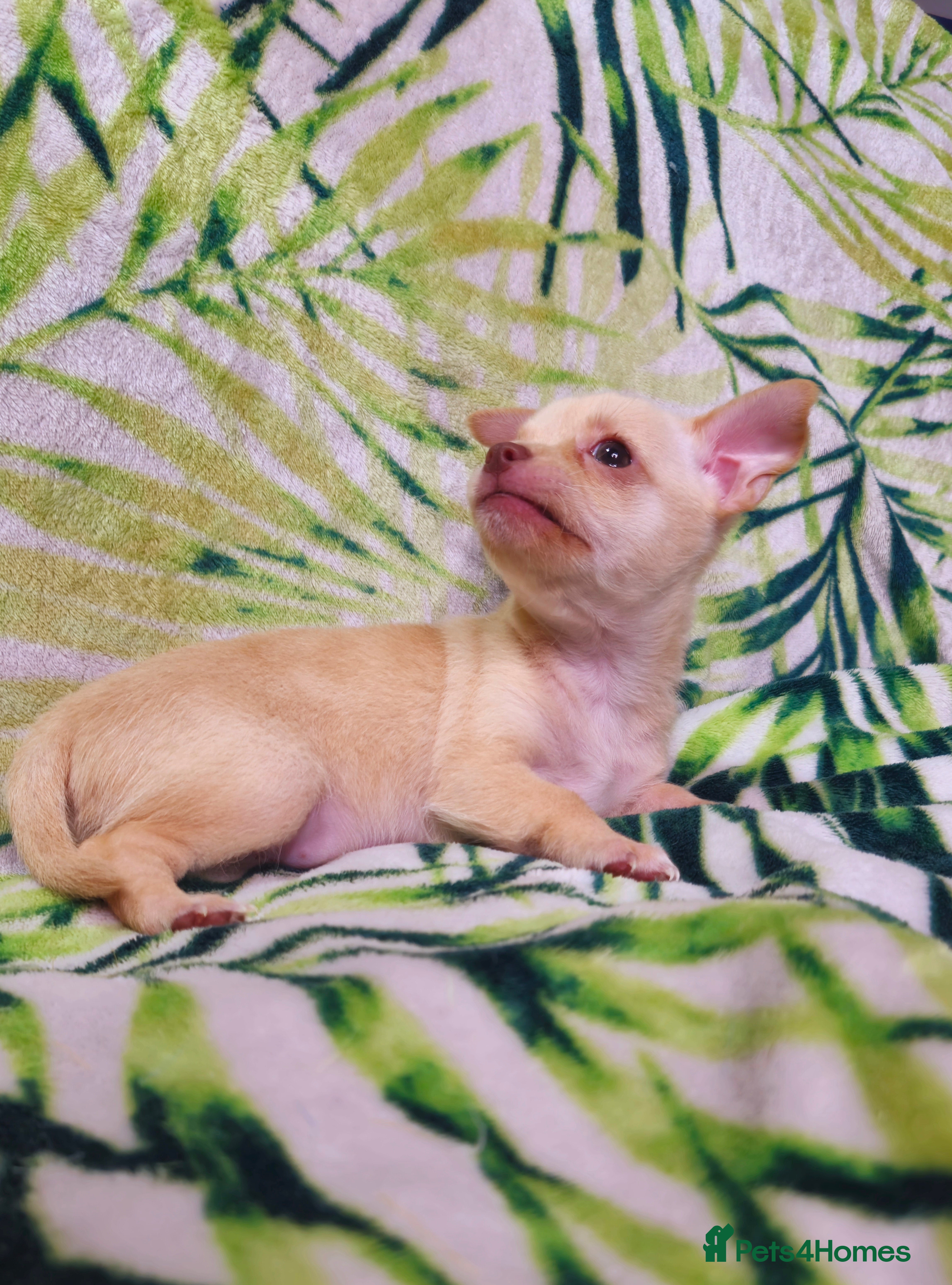 Chihuahua dogs KC Chihuahua Baby Girls - Advert 2