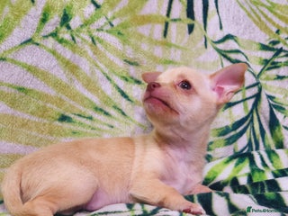 Chihuahua dogs KC Chihuahua Baby Girls - Advert 3