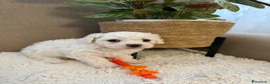Bichon Frise 2
