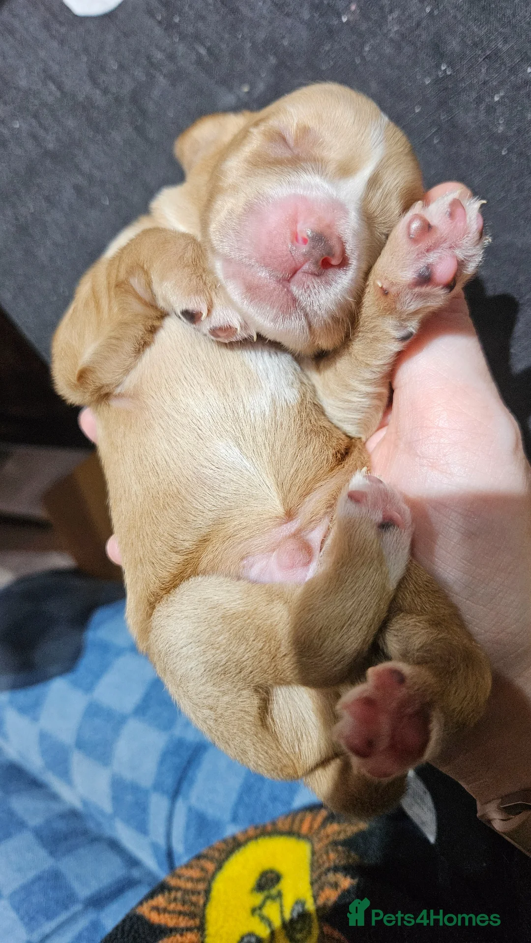 Cocker Spaniel dogs for sale: Casper the friendly dog - Advert 19