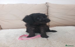Cavapoo dogs for sale: Cavapoo puppies 8 weeks old ready to leave now - Image 6