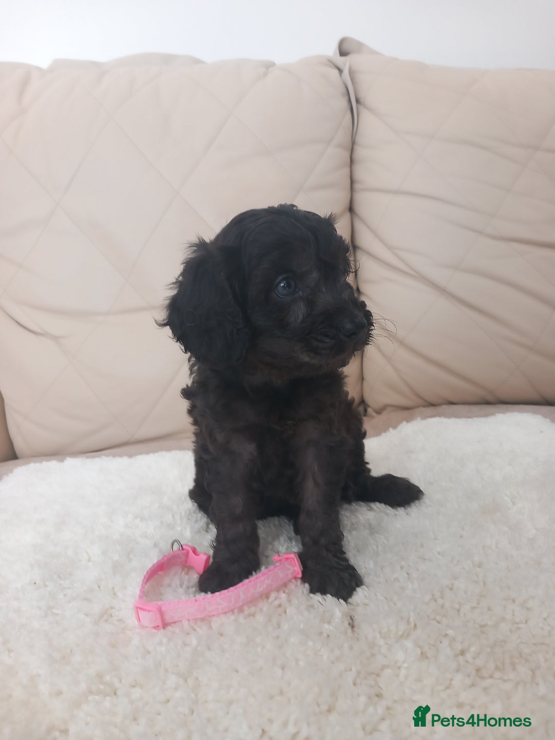 Cavapoo dogs for sale: Cavapoo puppies 8 weeks old ready to leave now - Image 6