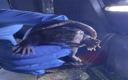 Turtle reptiles for sale: Musk turtles - Image 3