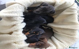 Dachshund dogs for sale: Dachshund puppies  - Image 7