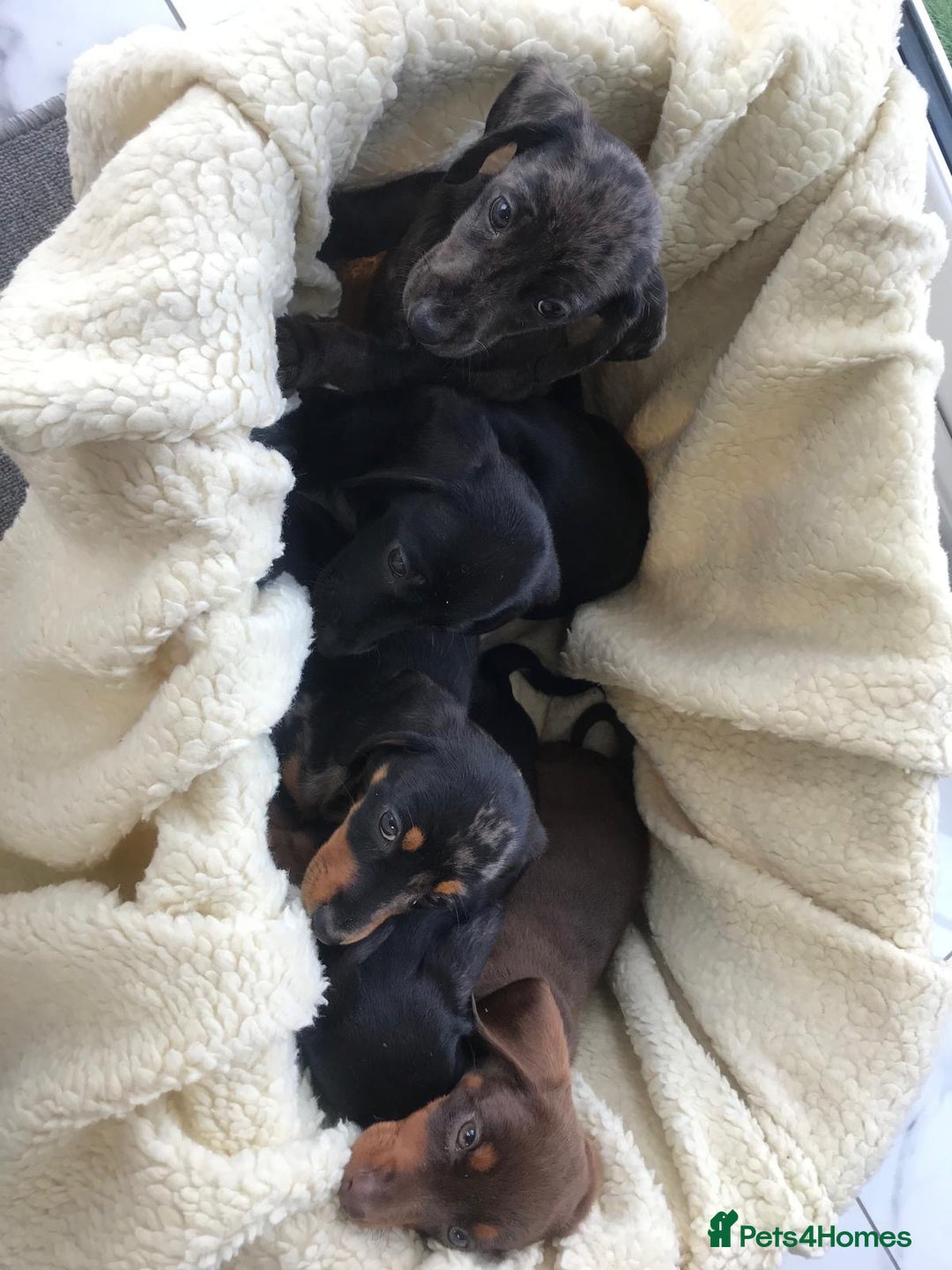Dachshund dogs for sale: Dachshund puppies  - Image 7