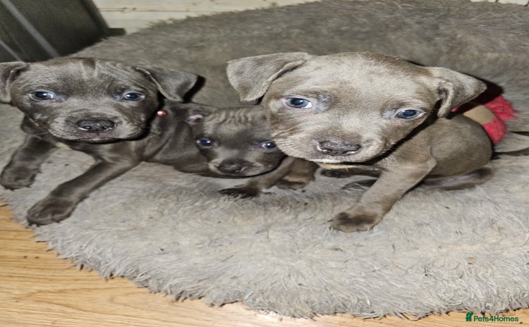 Staffordshire Bull Terrier dogs - Advert 7