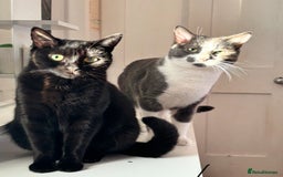 Mixed Breed cats for sale: Adorable 5-Week-Old Kittens Ready to Reserve - Image 13