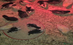 Chickens poultry for sale: Chickens for sale - Image 9