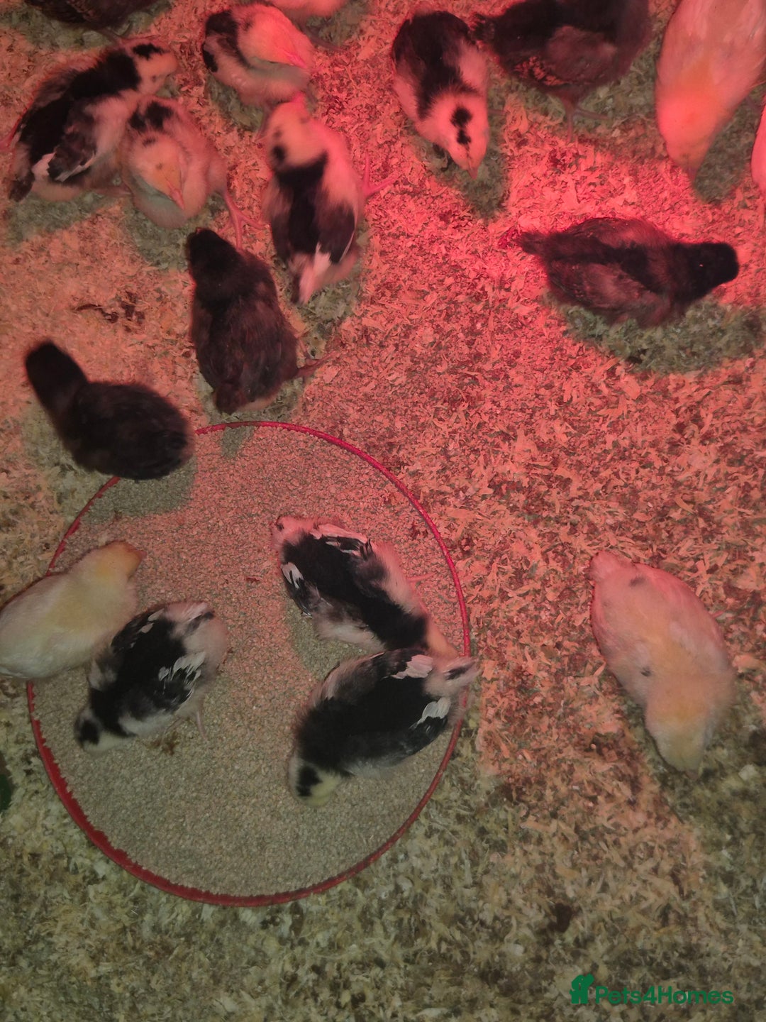 Chickens poultry for sale: Chickens for sale - Image 9