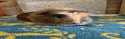Guinea Pig rodents for sale:  Male guinea pigs for sale  - Advert 17