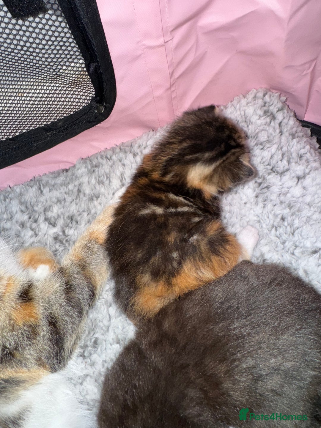 Mixed Breed cats for sale: Beautiful half Maine coon kittens  - Advert 10
