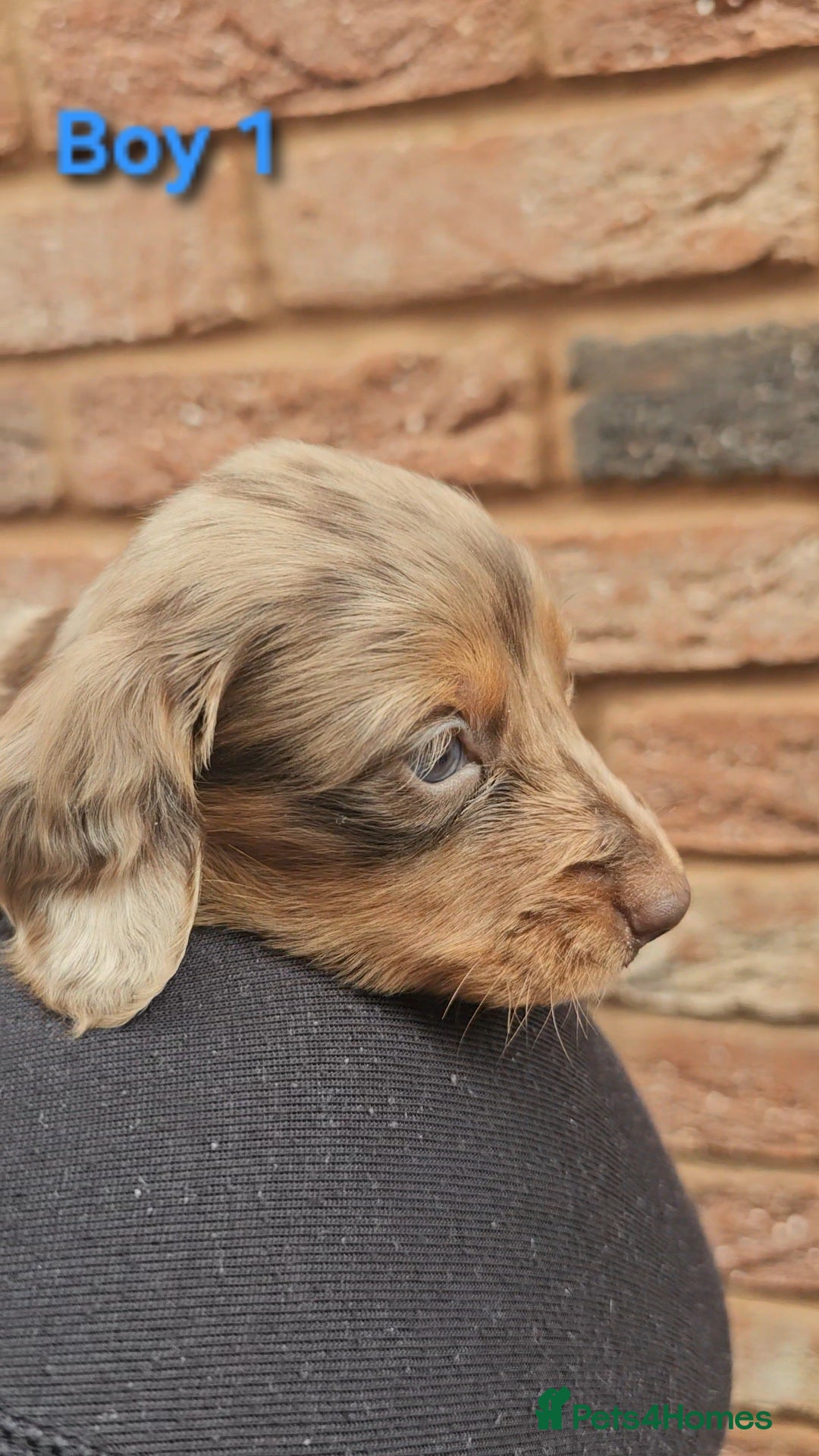 Miniature Dachshund dogs for sale: Miniature Dachshund Long Haired  - Advert 5
