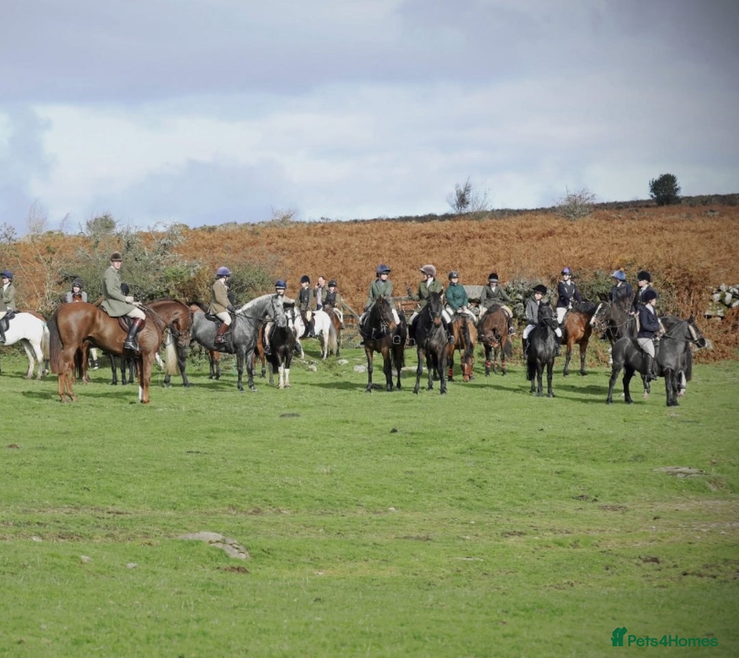 Dartmoor horses for sale: Jezamine ( jazz ) mothers dream!! - Advert 4