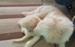 Golden Retriever dogs for sale: Golden Retriever Puppies - Image 5