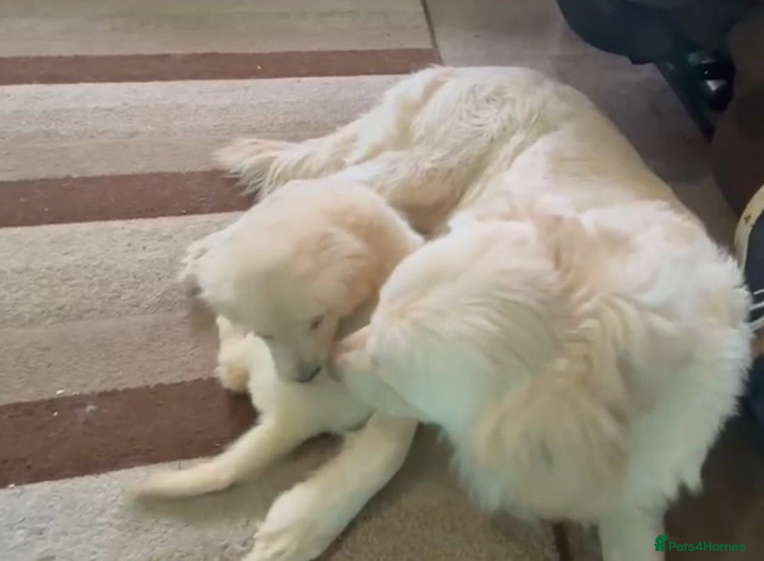 Golden Retriever dogs for sale: Golden Retriever Puppies - Image 5