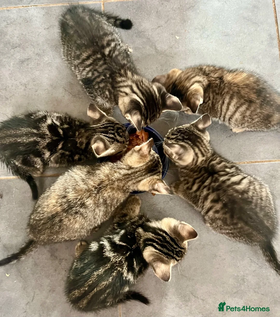 Bengal cats for sale: Soft Bengal X Kittens With Gold Glitter Gene - Advert 27