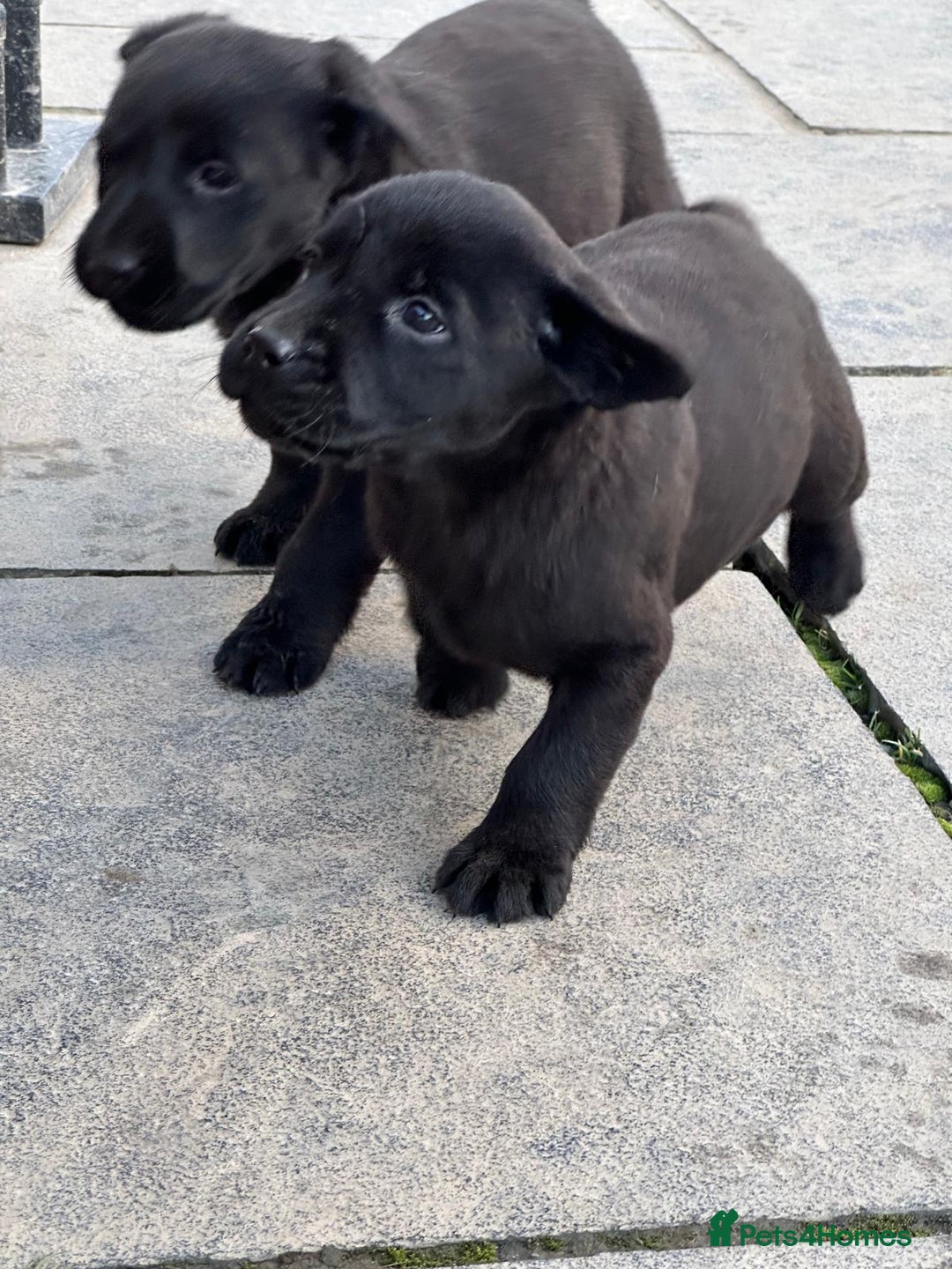 Labrador Retriever dogs for sale: 7 week old fantastic labrador pups  - Advert 5