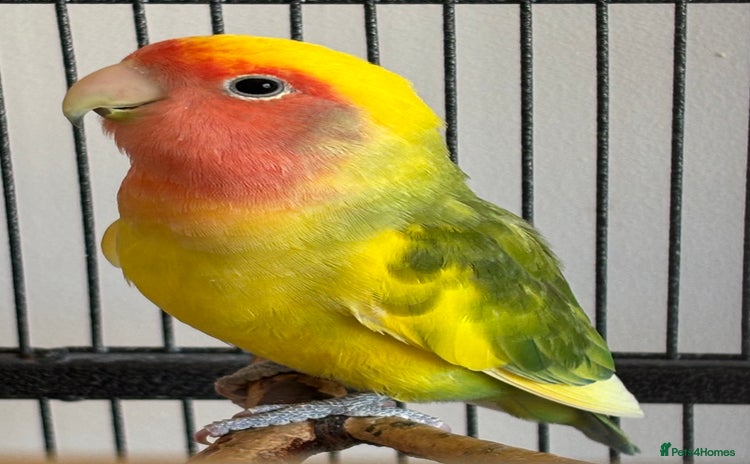 Lovebirds birds - Advert 3