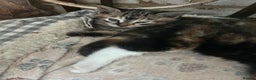 Mixed Breed cats for sale: Three beautiful kittens - Advert 3