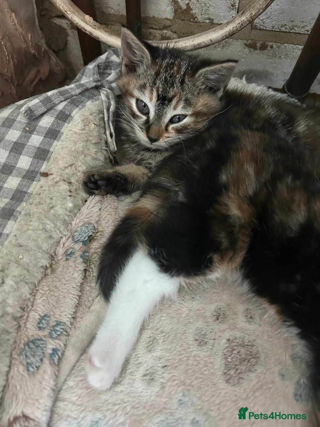 Mixed Breed cats for sale: Three beautiful kittens - Advert 3