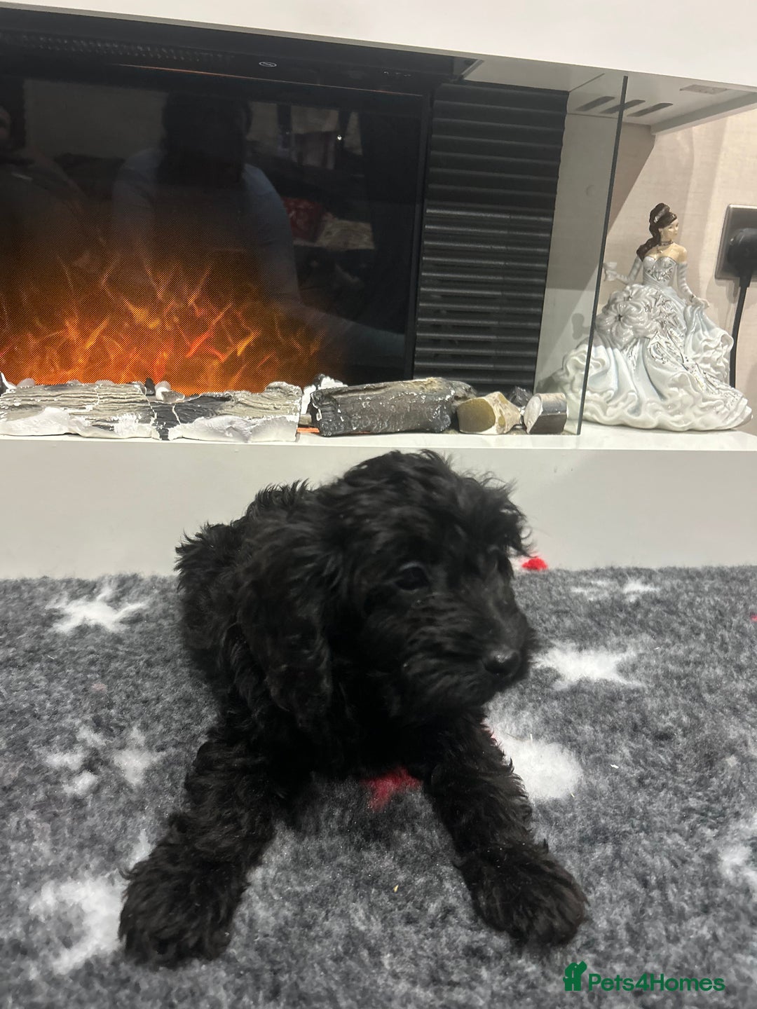 Cockapoo dogs for sale: F1B Cockapoos Pups - Advert 11