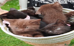 British Shorthair cats for sale: Rare Chocolate & Black Kittens – Ready Now 🐾 - Image 1