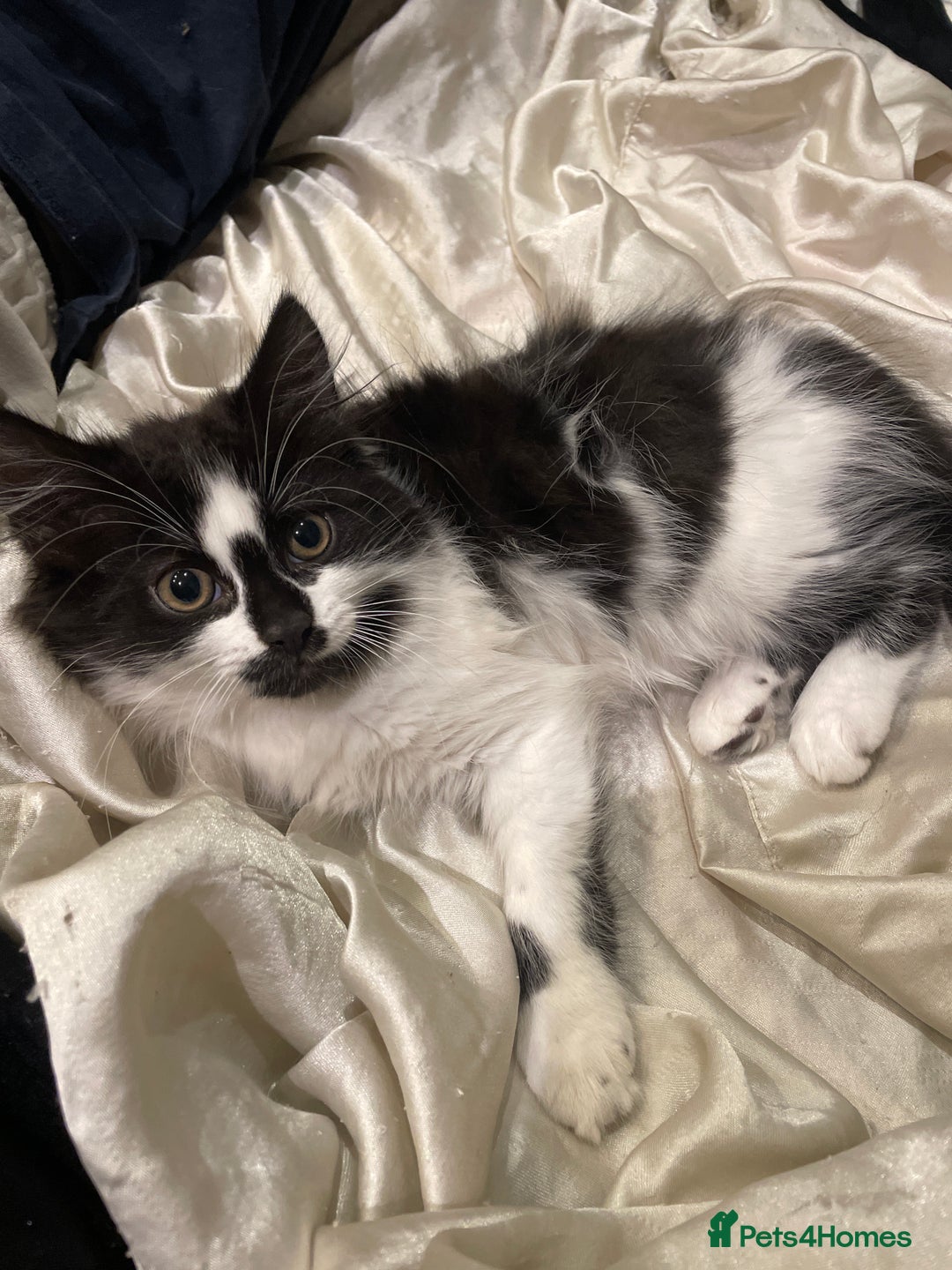 Mixed Breed cats for sale: 2 cat litter ( mixed breed) - Image 5